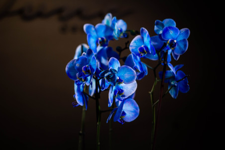 Orquídea AZUL