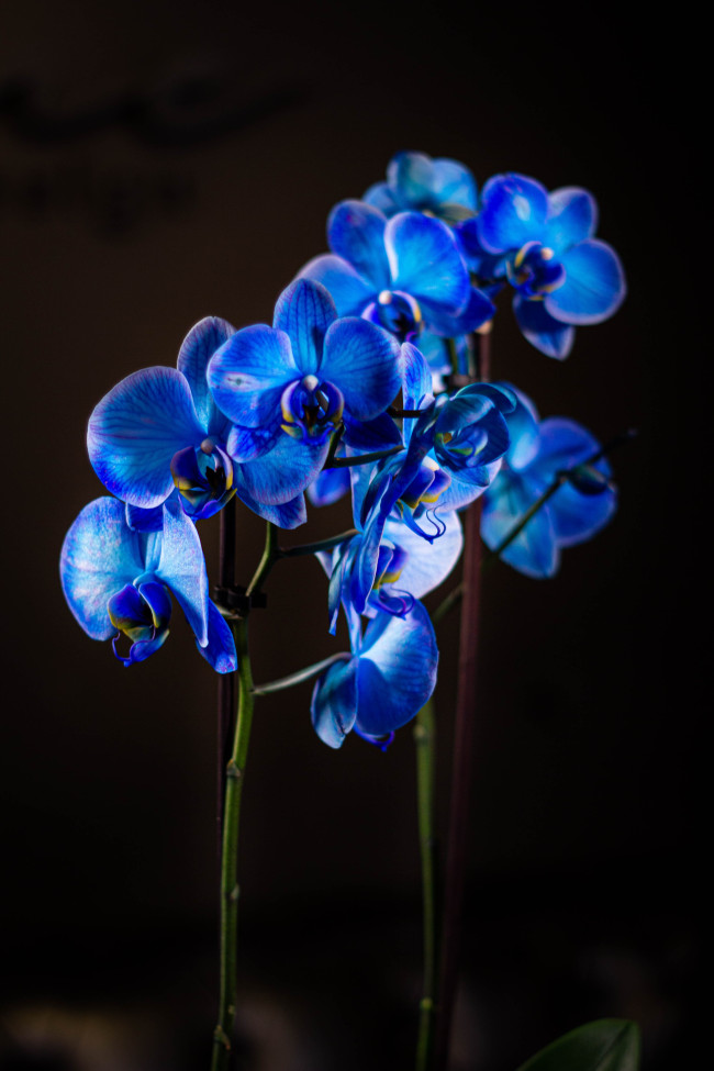 Orquídea AZUL