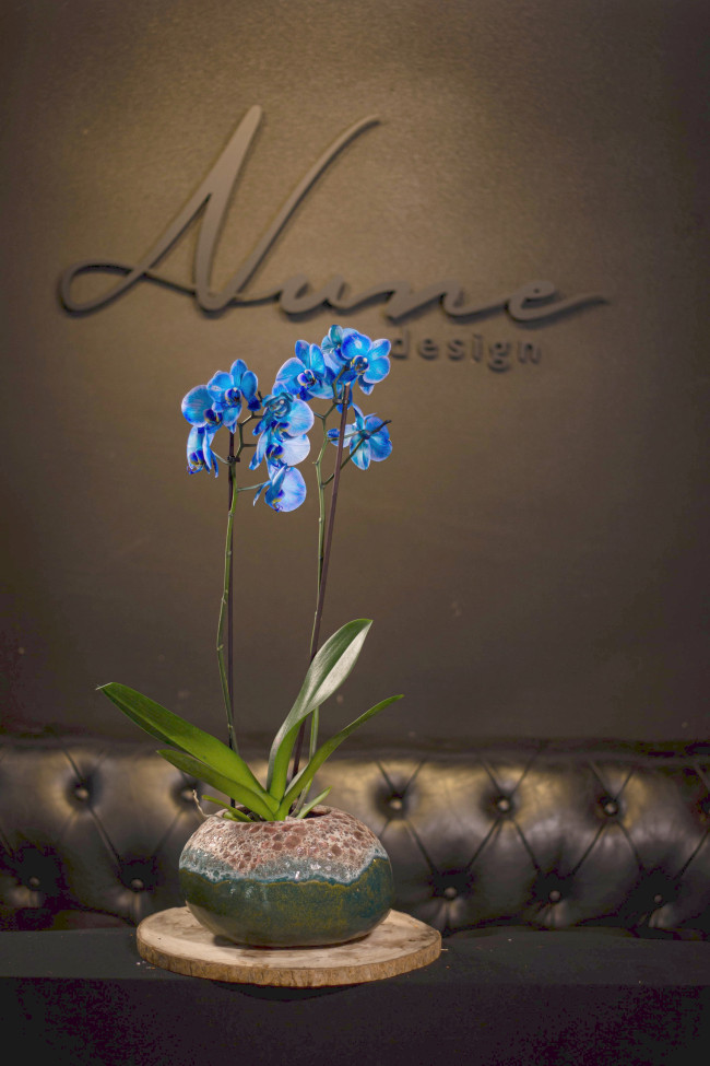 Orquídea AZUL Orquídea AZUL